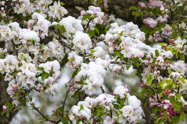 Apple blossom with snow, apple tree (Malus), pome fruit tree (Pyrinae), meadow orchard, spring,