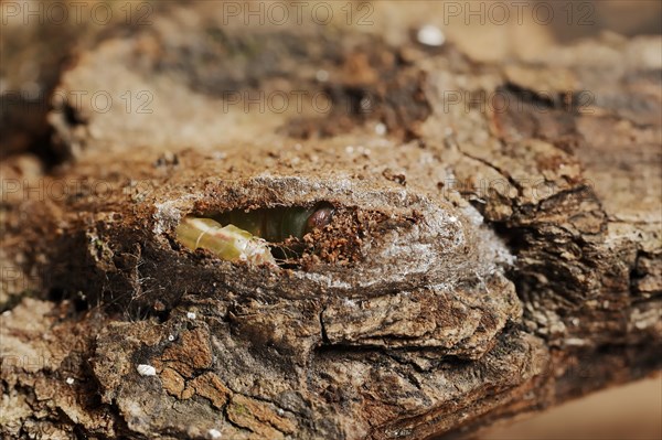 Sallow kitten moth (Furcula furcula), caterpillar building cocoon, North Rhine-Westphalia, Germany,