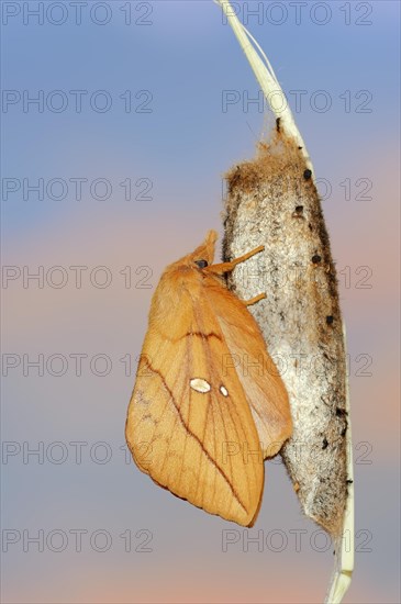 Drinker moth (Euthrix potatoria), freshly hatched butterfly on the cocoon, North Rhine-Westphalia,