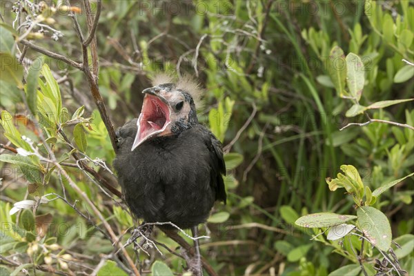 Common grackle (Quiscalus quiscula), baby waiting for food, La Mauricie national park, province of