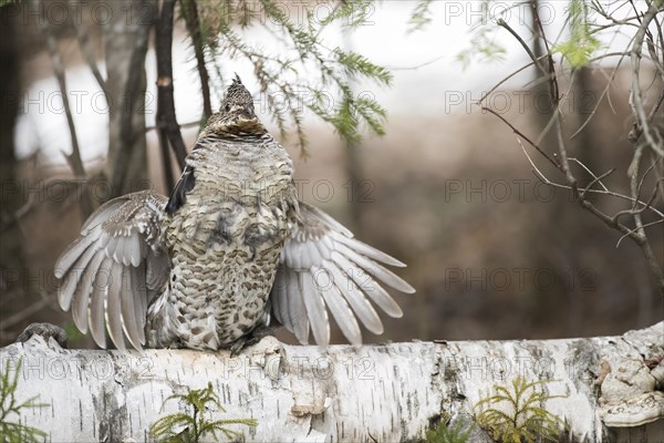 Ruffed grouse (Bonasa umbellus), male drumming to chase other male and to attract females, La