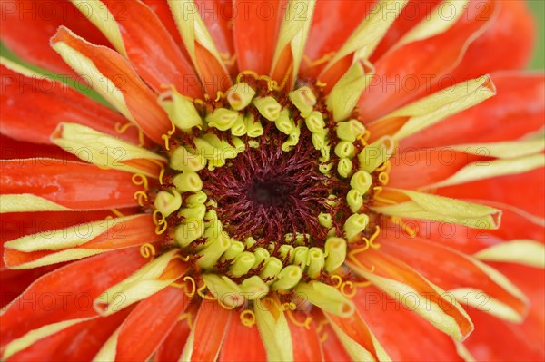 Zinnia (Zinnia elegans, Zinnia violacea), detail of flower, ornamental plant, North