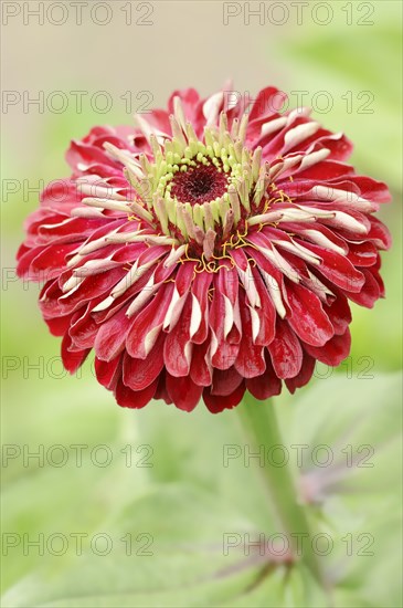 Zinnia (Zinnia elegans, Zinnia violacea), flower, ornamental plant, North Rhine-Westphalia,