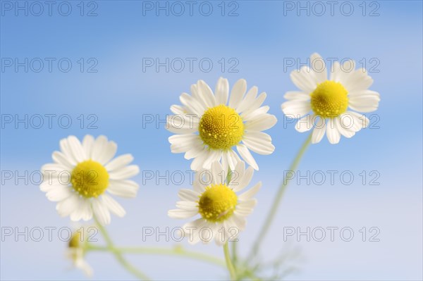 Chamomile (Matricaria recutita, Matricaria chamomilla), flowers, medicinal plant, North