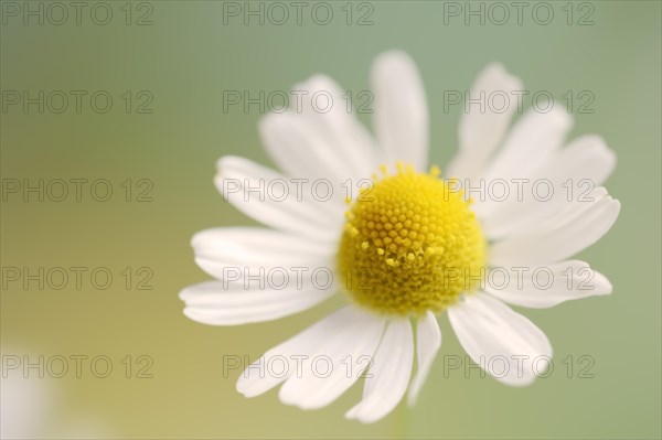 Chamomile (Matricaria recutita, Matricaria chamomilla), flower, medicinal plant, North