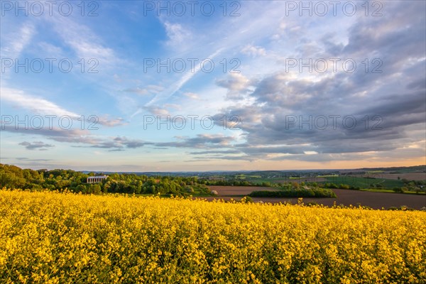 Landscape at sunrise. Beautiful morning landscape with fresh yellow rape fields in spring. Small