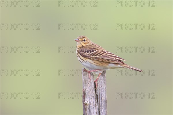 Tree pipit (Anthus trivialis) adult, sitting on dry spruce, Wildlife, Animals, Birds, Siegerland,