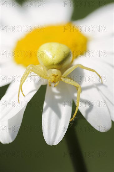 Goldenrod crab spider (Misumena vatia), female on the flower of a daisy (Leucanthemum vulgare,