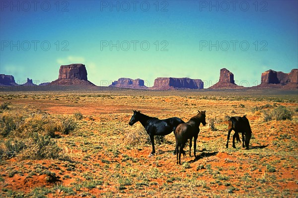Wild horses in Monument Valley, Navajo Land, Colorado Plateau, under Navajo administration, Utah,