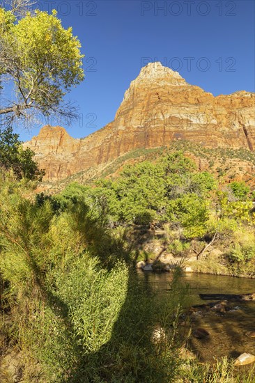 Watchman Mountain (1998m) at sunset, Zion National Park, Colorado Plateau, Utah, USA, Zion National