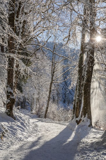 Hiking trail at the Alpsee, Schwangau, Ostallgaeu, Swabia, Bavaria, Germany, Schwangau, Ostallgaeu,