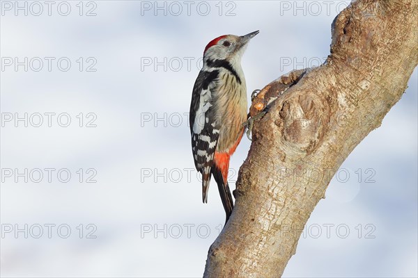 Middle spotted woodpecker (Dendrocopos medius) sitting on a tree trunk in front of a blue sky,
