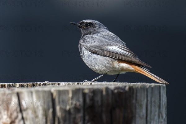 Black redstart (Phoenicurus ochruros), young bird, sitting on a tree trunk, Stuttgart,