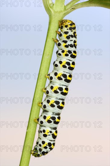 Brown-root monk (Shargacucullia scrophulariae), caterpillar, North Rhine-Westphalia, Germany,