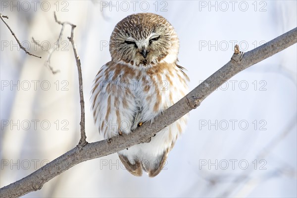 Northern saw-whet owl (Aegolius acadicus), perched on a tree after a snowfall, forest of