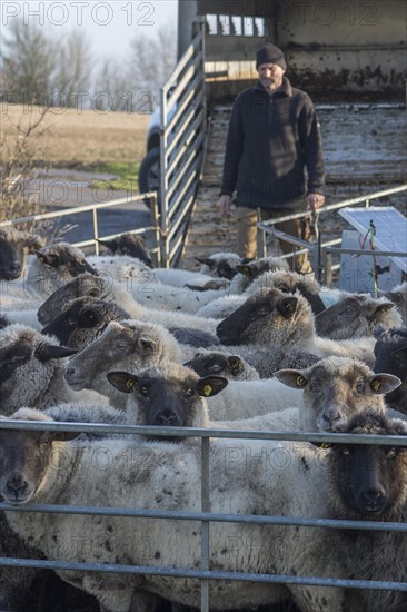 Sealed black-headed domestic sheep (Ovis gmelini aries) in the pen, behind the shepherd in front of