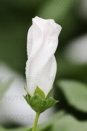 Annual mallow (Lavatera trimestris), flower, ornamental plant, North Rhine-Westphalia, Germany,