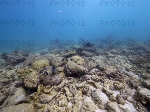 Coral reef destroyed by Hurricane Irma. Dive site John Pennekamp Coral Reef State Park, Key Largo,
