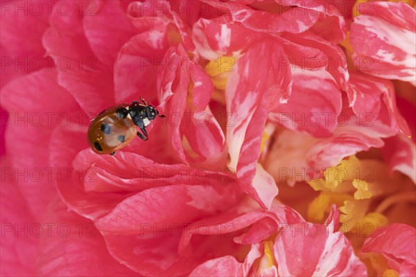 Seven-spot ladybird (Coccinella septempunctata) adult on a garden Camellia flower in spring,
