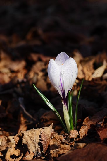 Blooming crocus (Crocus spec.) in spring, white flower in spectacular light, North