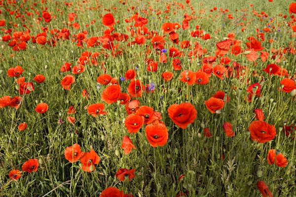 Poppy flowers (Papaver rhoeas), Baden-Wuerttemberg, Dense poppy field scattered with individual