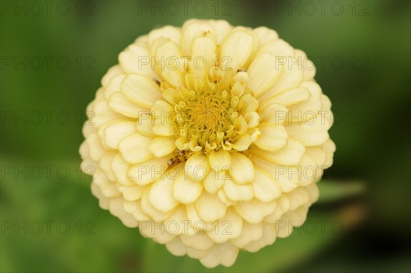 Zinnia (Zinnia elegans, Zinnia violacea), flower, ornamental plant, North Rhine-Westphalia,