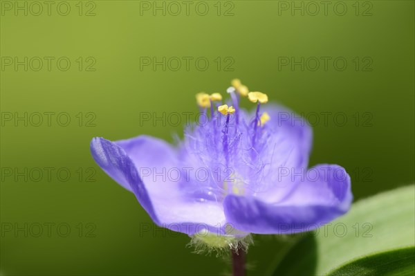 Garden three-master flower (Tradescantia andersoniana), flower, ornamental plant, North