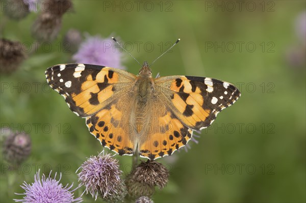 Painted lady butterfly (Vanessa cardui) adult feeding on Creeping thistle flowers, Suffolk,