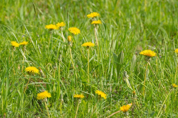 Many yellow flowers of dandelion, dandelion, buttercup, common dandelion (Taraxacum ruderalia)
