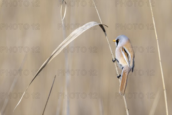 Bearded reedling (Panurus biarmicus), male, sitting in the reeds, Lake Neusiedl-Seewinkel National