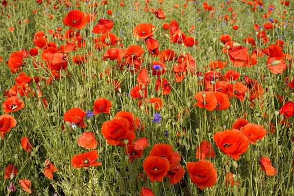 Poppy flowers (Papaver rhoeas), Baden-Wuerttemberg, A field full of blooming poppies forms a lush