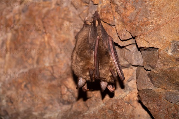 Greater mouse-eared bat (Myotis myotis), hibernating in a cave, North Rhine-Westphalia, Germany,