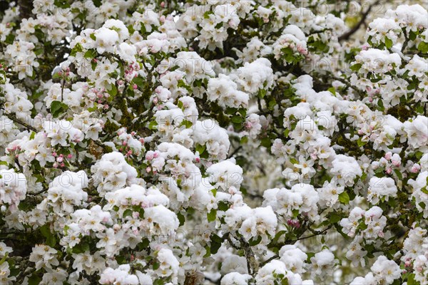 Apple blossom with snow, apple tree (Malus), pome fruit tree (Pyrinae), meadow orchard, spring,