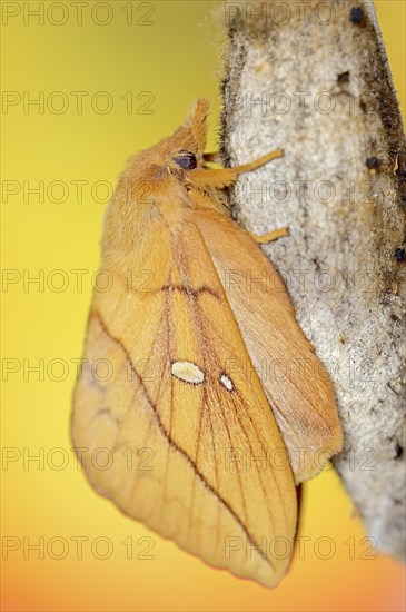Drinker moth (Euthrix potatoria), freshly hatched butterfly on the cocoon, North Rhine-Westphalia,