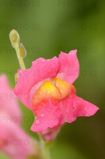 Large snapdragon or garden common snapdragon (Antirrhinum majus), flower, ornamental plant, North