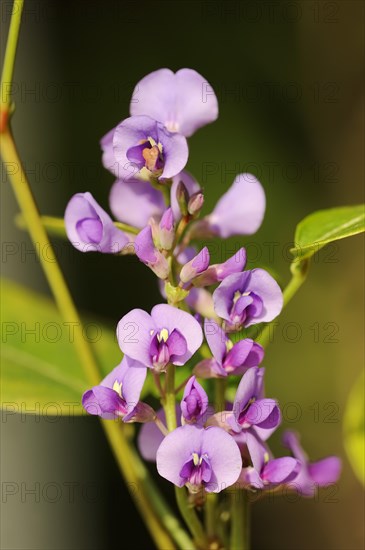Coral pea or purple coral pea (Hardenbergia violacea), flowers, native to Australia, ornamental