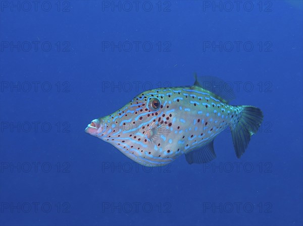 Scrawled filefish (Aluterus scriptus), unicoloured blue background, detachable, dive site John