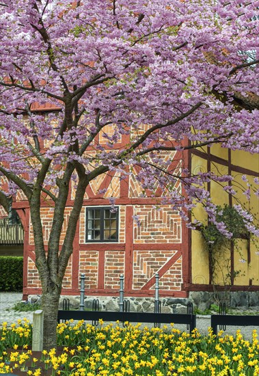 Flowering Winter Cherry (Prunus x subhirtella) 'Autmnalis ' rosea at halftimbered house in Ystad,
