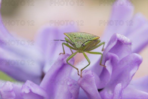 Hawthorn shieldbug (Acanthosoma haemorrhoidale) adult on a garden Hyacinth flower in spring,