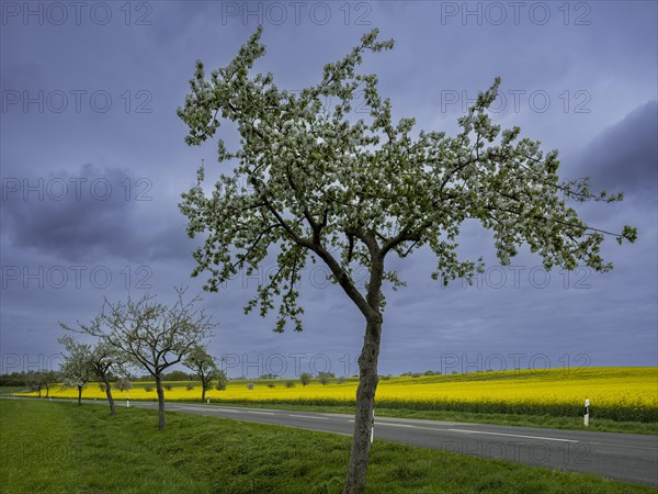 Flowering apple trees along a road, avenue, rape field, field with rape (Brassica napus),