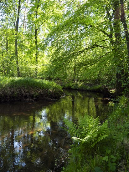Stream and floodplain of the Dalke with alder forest in spring, Guetersloh, North Rhine-Westphalia,