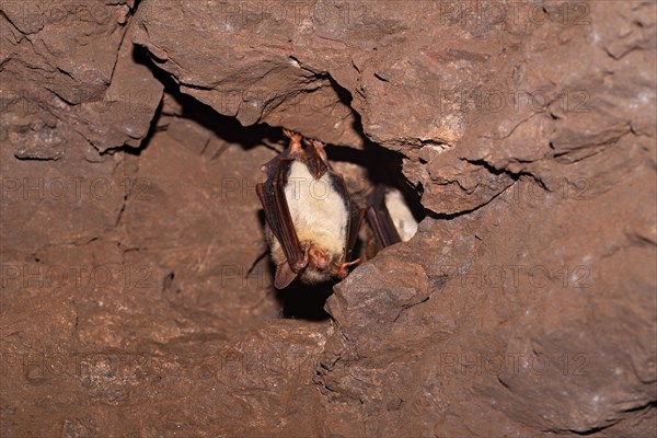 Greater mouse-eared bat (Myotis myotis), hibernating in a cave, North Rhine-Westphalia, Germany,