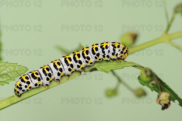 Brown-root monk (Shargacucullia scrophulariae), caterpillar, North Rhine-Westphalia, Germany,