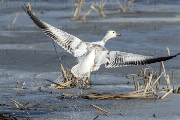 Snow goose (Anser caerulescens), juvenile taking off on a frozen marsh, lac Saint-Pierre biosphere