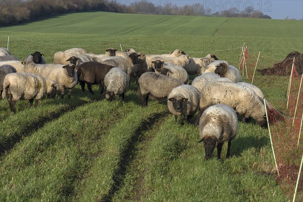 Black-headed domestic sheep (Ovis gmelini aries) on pasture, Mecklenburg-Western Pomerania,