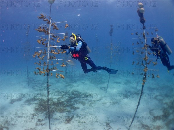 Coral farming. Divers clean the rack on which young specimens of elkhorn coral (Acropora palmata)