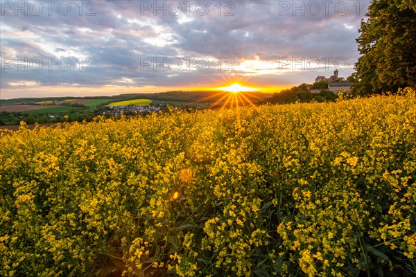 Landscape at sunrise. Beautiful morning landscape with fresh yellow rape fields in spring. Small
