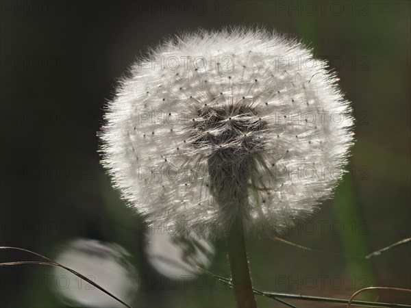 Dandelion, common dandelion (Taraxacum ruderalia), macro photograph with focus stacking, Leoben,