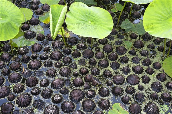 Fallen seed heads of white lotus (Nelumbo) in the water in the Parc Floral et Tropical de la Court