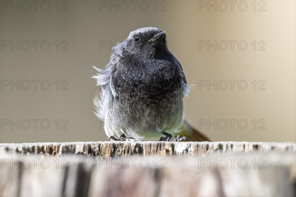 Black redstart (Phoenicurus ochruros), young bird, sitting on a tree trunk, Stuttgart,
